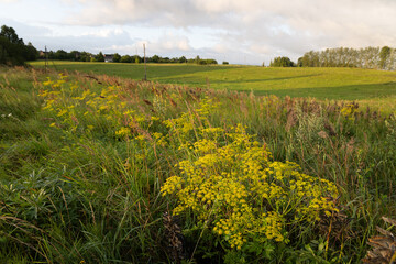 Beautiful sunny meadow scenery during summer. Natural landscape of rural Latvia, Northern Europe. © dachux21