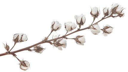 A branch of cotton flowers with brown tips isolated on a white background