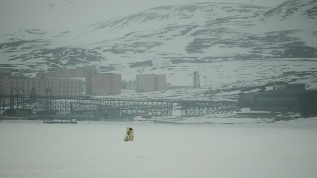 A mother Polar Bear and her Cub move across an icy landscape in Svalbard with the remains of old Soviet mining buildings in the background. Footage was captured on Sony A6700 on an arctic ski trip.