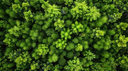 Fototapeta premium A lush green forest with many trees and plants