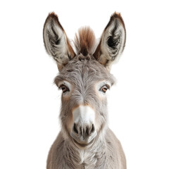 Fototapeta premium Adorable LongEared Donkey Posing