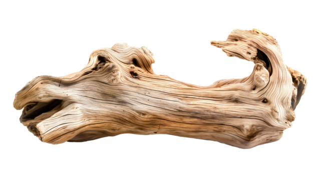 Dried dead tree trunk. Weathered driftwood cut out