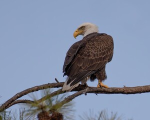 Bald Eagles of Alabama