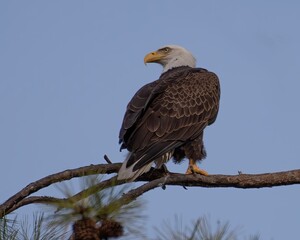 Bald Eagles of Alabama
