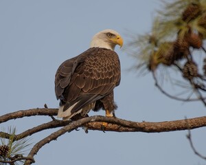 Bald Eagles of Alabama