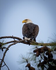 Bald Eagles of Alabama
