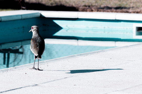 close-up of tero at the edge of a pool with blurred background