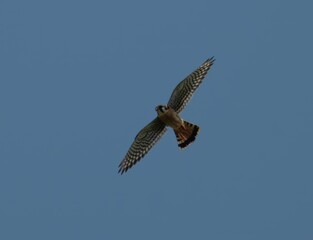 American Kestral