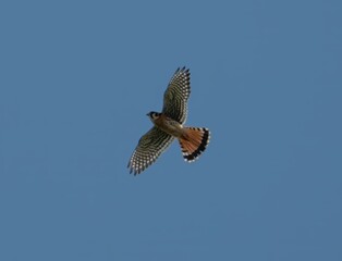 American Kestral