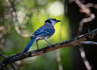 Blue Jay