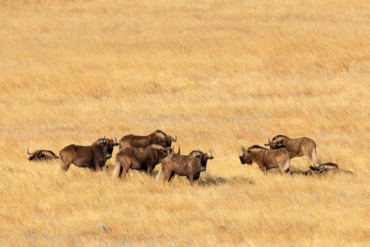 A herd of black wildebeest (Connochaetes gnou) in open grassland, Golden Gate Highlands National Park, South Africa.