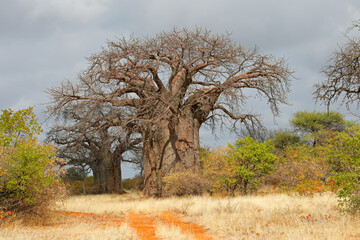 Large baobab trees in mopane savanna during the dry season, Limpopo province, South Africa.
