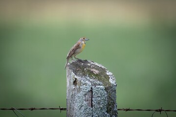 Dickcissel