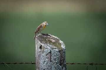 Dickcissel