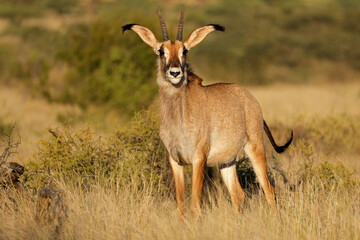A rare roan antelope (Hippotragus equinus) in natural habitat, Mokala National Park, South Africa.