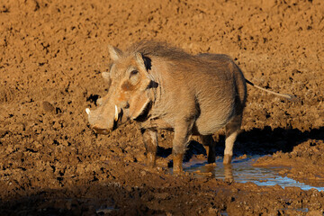 Fototapeta premium A warthog (Phacochoerus africanus) in a muddy waterhole, Mokala National Park, South Africa.