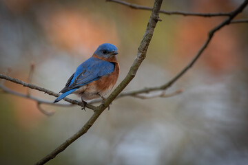 Eastern Bluebird