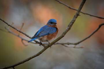 Eastern Bluebird