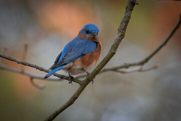Obraz premium Eastern Bluebird