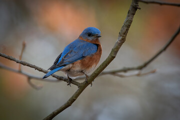 Eastern Bluebird