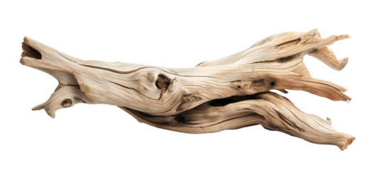 Dried dead tree trunk. Weathered driftwood cut out
