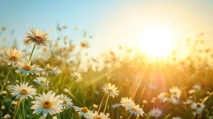 Obraz premium A field of white flowers with the sun shining brightly on them