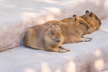 Three capybara in the park
