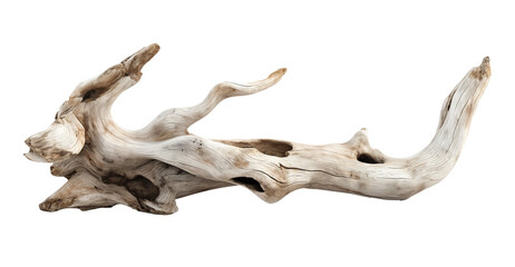 Dried dead tree branch. Weathered driftwood cut out