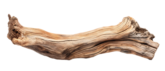 Dried dead tree trunk. Weathered driftwood cut out