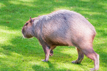 A large capybara lies on the green grass in the park
