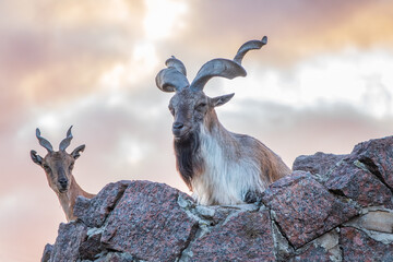 Markhor male and female on the rock. Latin name - Capra falconeri