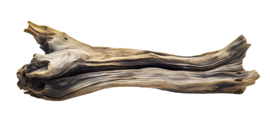 Dried dead tree trunk. Weathered driftwood cut out