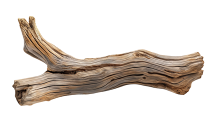 Dried dead tree trunk. Weathered driftwood cut out