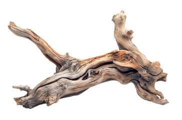 Fototapeta premium Dried dead tree trunk. Weathered driftwood cut out