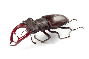 Stag beetle on a white background. A rare insect close-up.