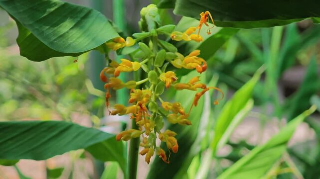 dancing ladies ginger or globba winiti flower