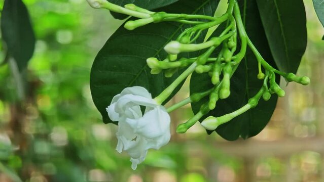 Chandni, Pinwheel Flower, Ahmedabad, Gujarat