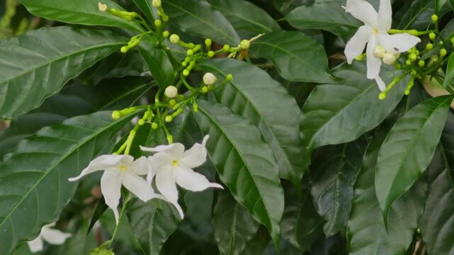 Chandni, Pinwheel Flower, Ahmedabad, Gujarat