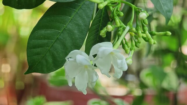 Chandni, Pinwheel Flower, Ahmedabad, Gujarat