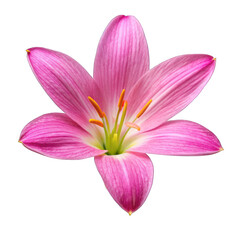 Pink rain lily isolated on transparent background