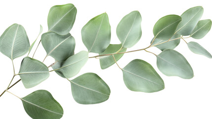 Fototapeta premium A green leafy plant with a long stem isolated on a white background