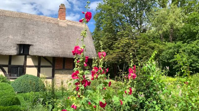 Anne Hathaway house with charming thatched roof in the Cotswolds, UK.  Red hollyhocks from the garden are in the foreground on a sunny day.