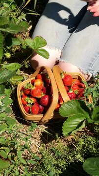 Close Up of Picking Ripe Strawberries and setting in a Wooden Basket in a Strawberry Batch on a U-Pick Farm