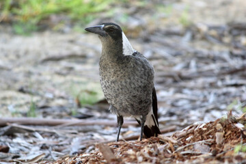 Australian Magpie bird standing on the ground amidst dry leaves
