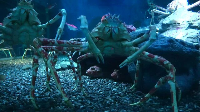 The Japanese giant spider crab walking sideways underwater. 4K