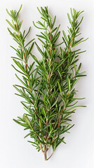 Fototapeta premium Fresh green rosemary isolated on a white background