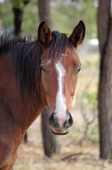 Fototapeta premium Portrait of a brown horse with a white stripe down its face standing in a paddock with trees