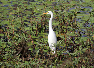 Intermediate plumed egret bird standing in a marshy wetland amongst aquatic plants