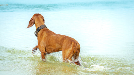 Ein Hund läuft ins Wasser uns sucht etwas am Horizont.