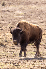 In Zion National Park, the bison adds to the arid beauty, enhancing the landscape with its roaming behavior. Its presence contributes to the distinct wilderness of the rocky terrain
